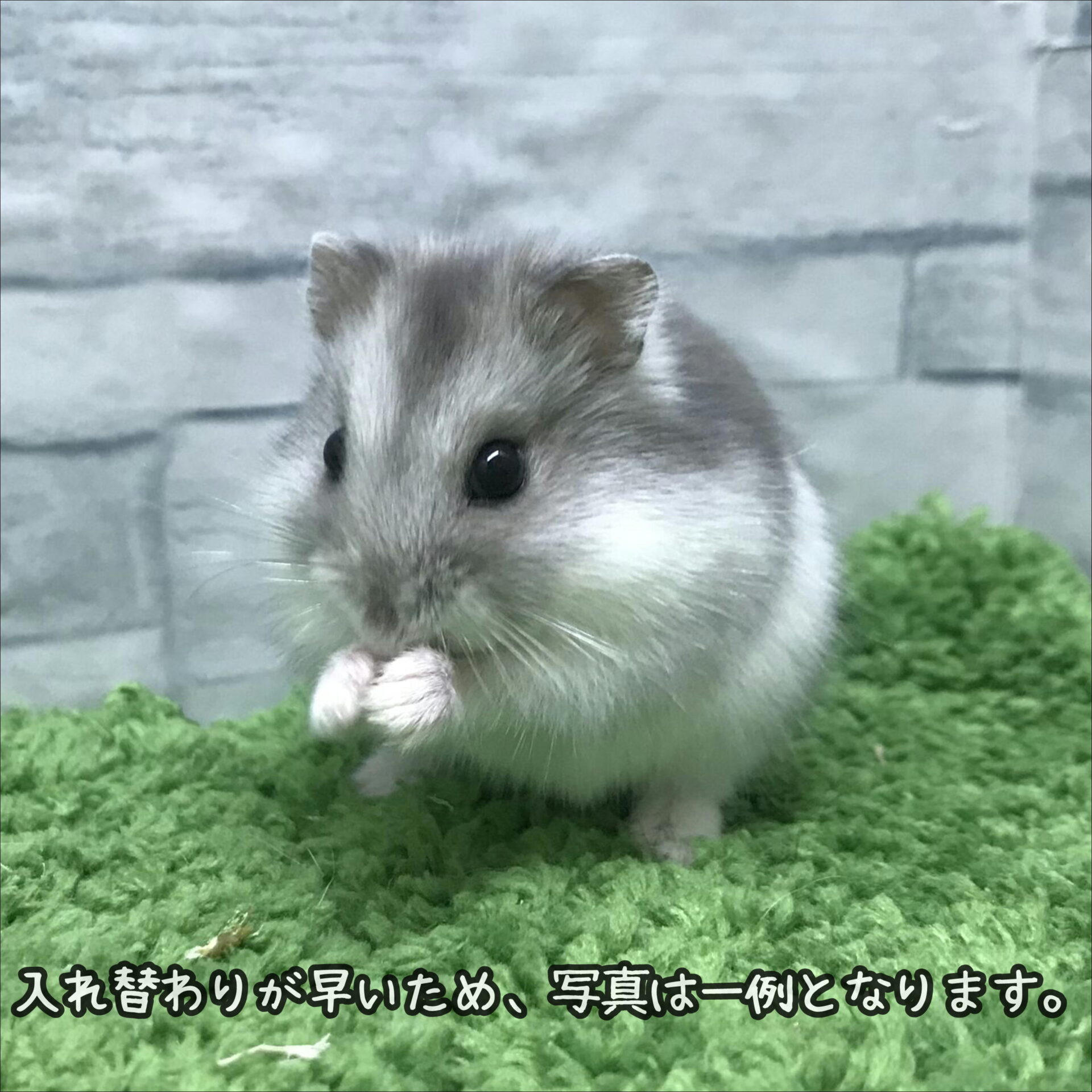 ブルー サファイア ハムスター