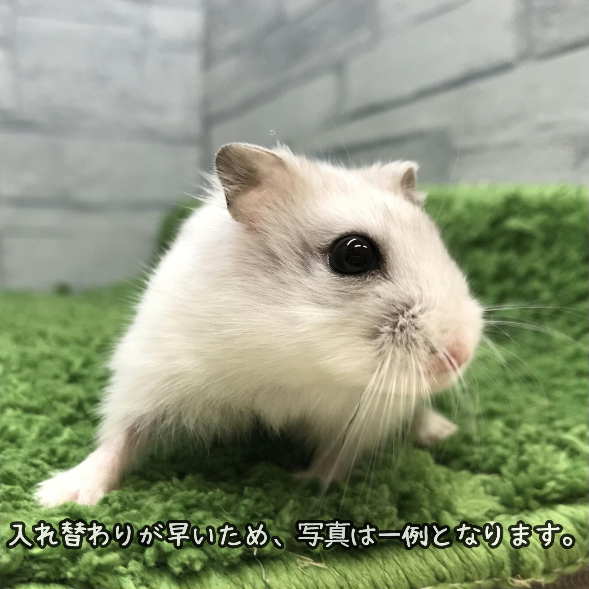 ジャンガリアンハムスター（パールホワイト） | ペットフォレスト