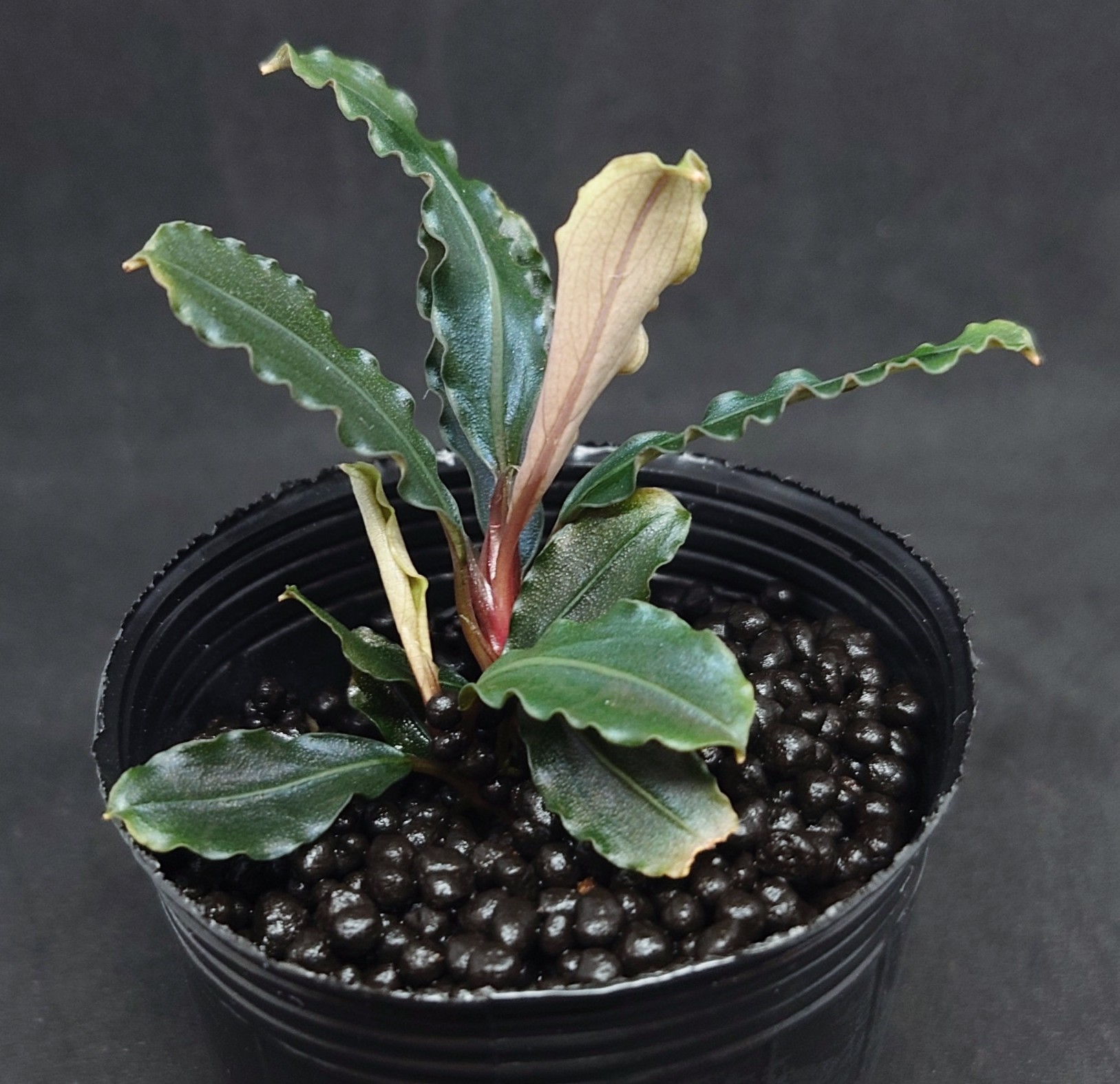 活着の逸品　ブセspラマンダウ　グリーンベルベット　群生　黒溶岩　新鮮水草② KBO ﾌﾞｾﾌｧﾗﾝﾄﾞﾗ ｸﾞﾘｰﾝﾍﾞﾙﾍﾞｯﾄ AL: 水草｜カミハタビジネスオンライン