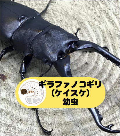 幼虫】ギラファノコギリクワガタ（フローレス島） | ペットフォレスト 