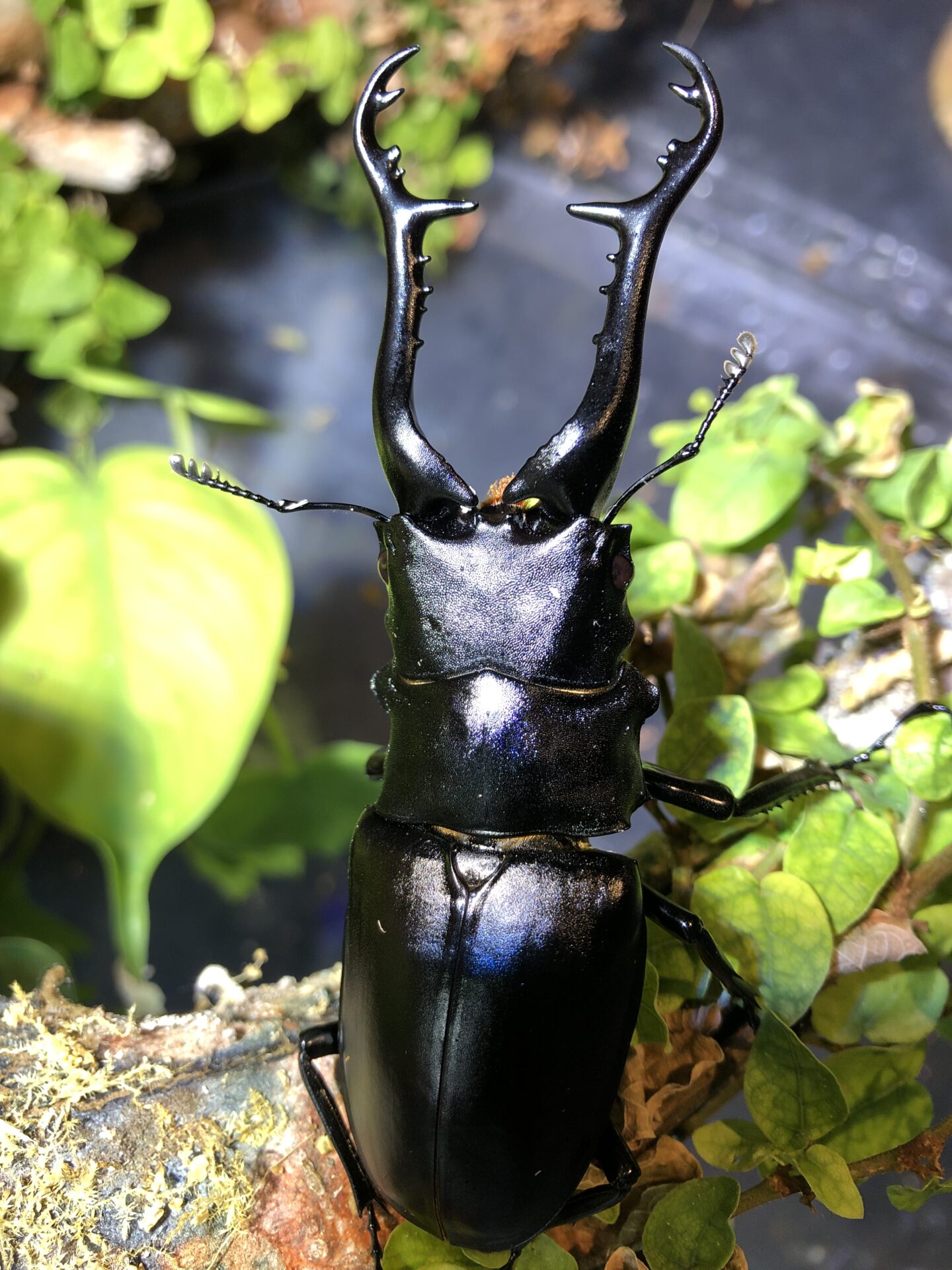 ギラファノコギリクワガタ | ペットフォレスト 