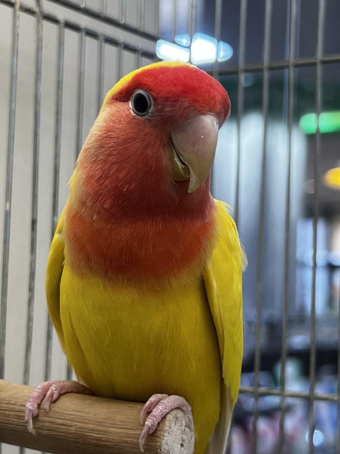 コザクラインコ ルチノー | ペットフォレスト