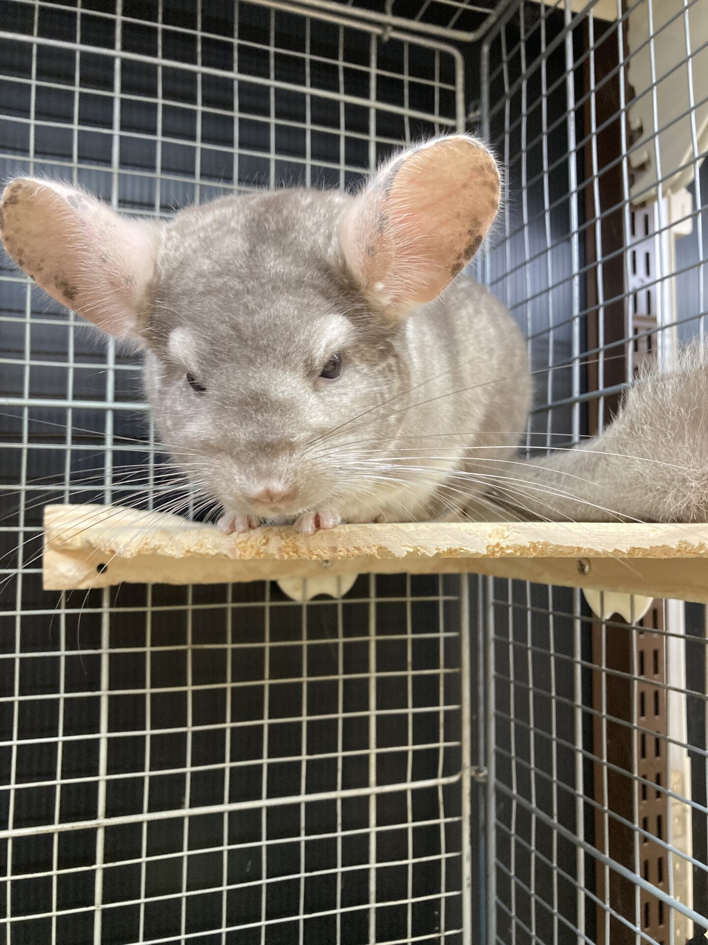 チンチラ | ペットフォレスト