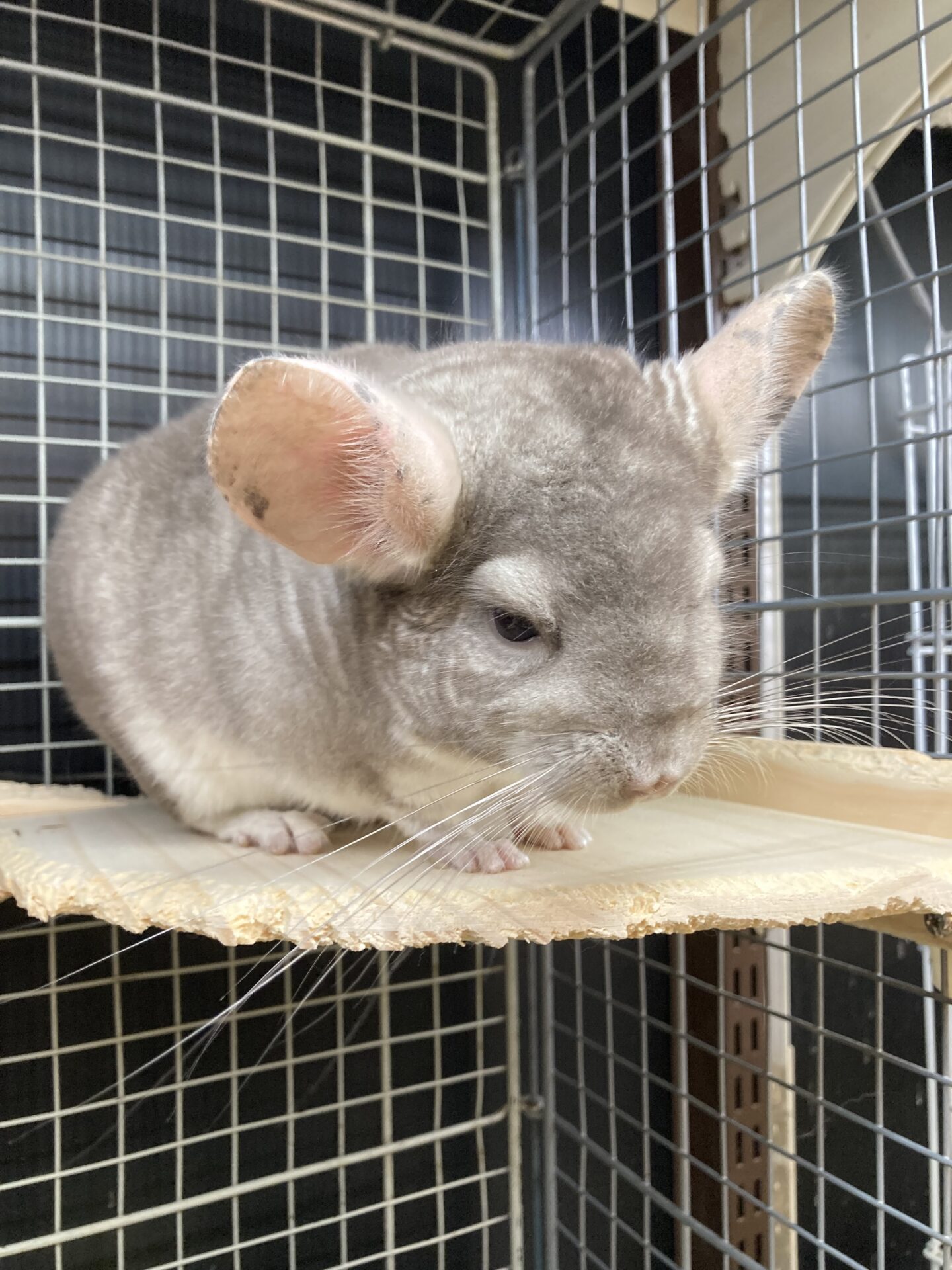 チンチラ | ペットフォレスト