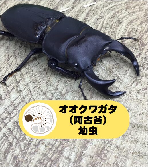 送料無料！！選べちゃうクワガタ虫編です！ 即決価格は、オオクワガタの幼虫付きです！！No.1 新成虫 国産 オオクワガタ 成虫 オス単品 Sサイズ クワガタ 昆虫