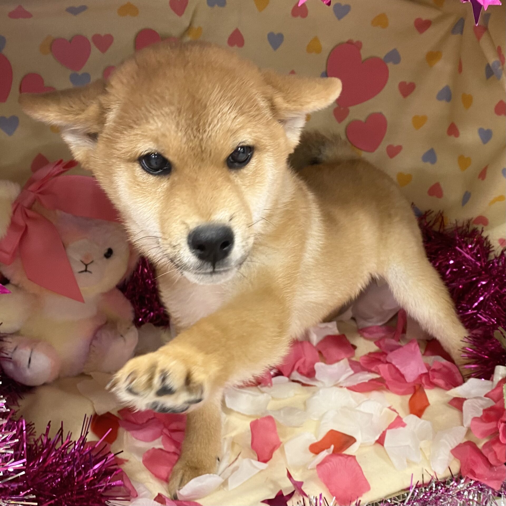 柴犬 | ペットフォレスト