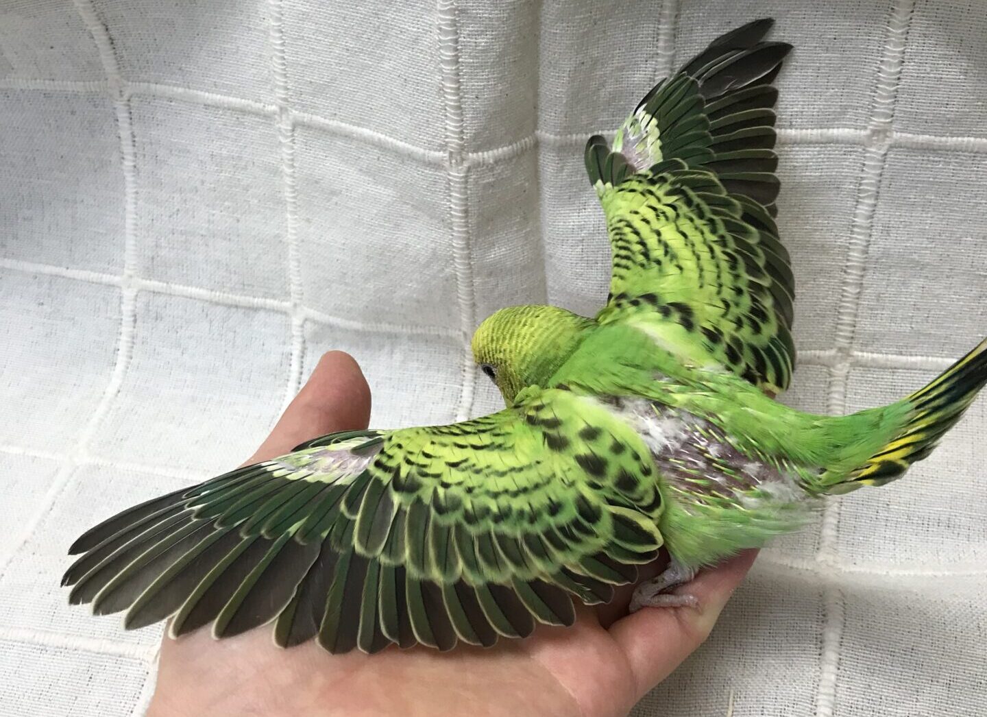 希少 ダール イェンセン セキセイインコ グリーン 鳥 フィギュリン