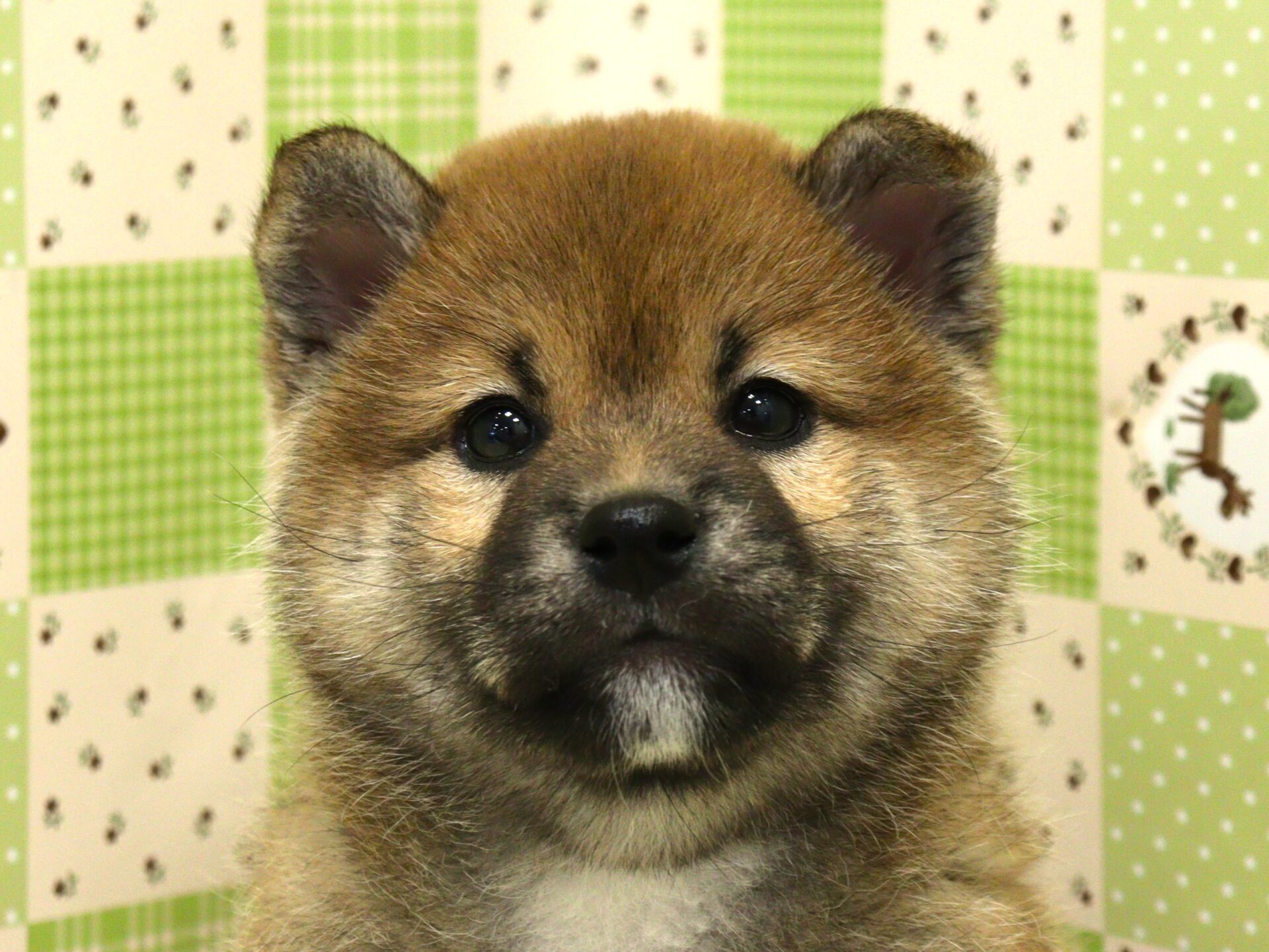 柴犬様専用 （柴犬様専用Cloudmonster 2 メンズ柴犬 26.5CM