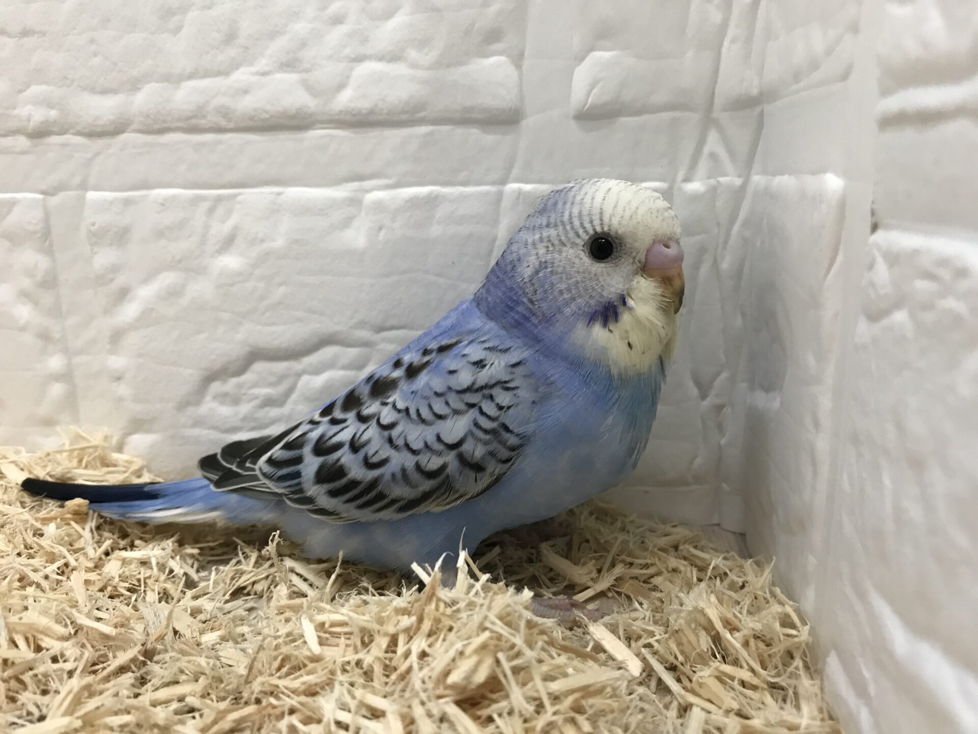 アクリル画 セキセイインコ A4 - メルカリ