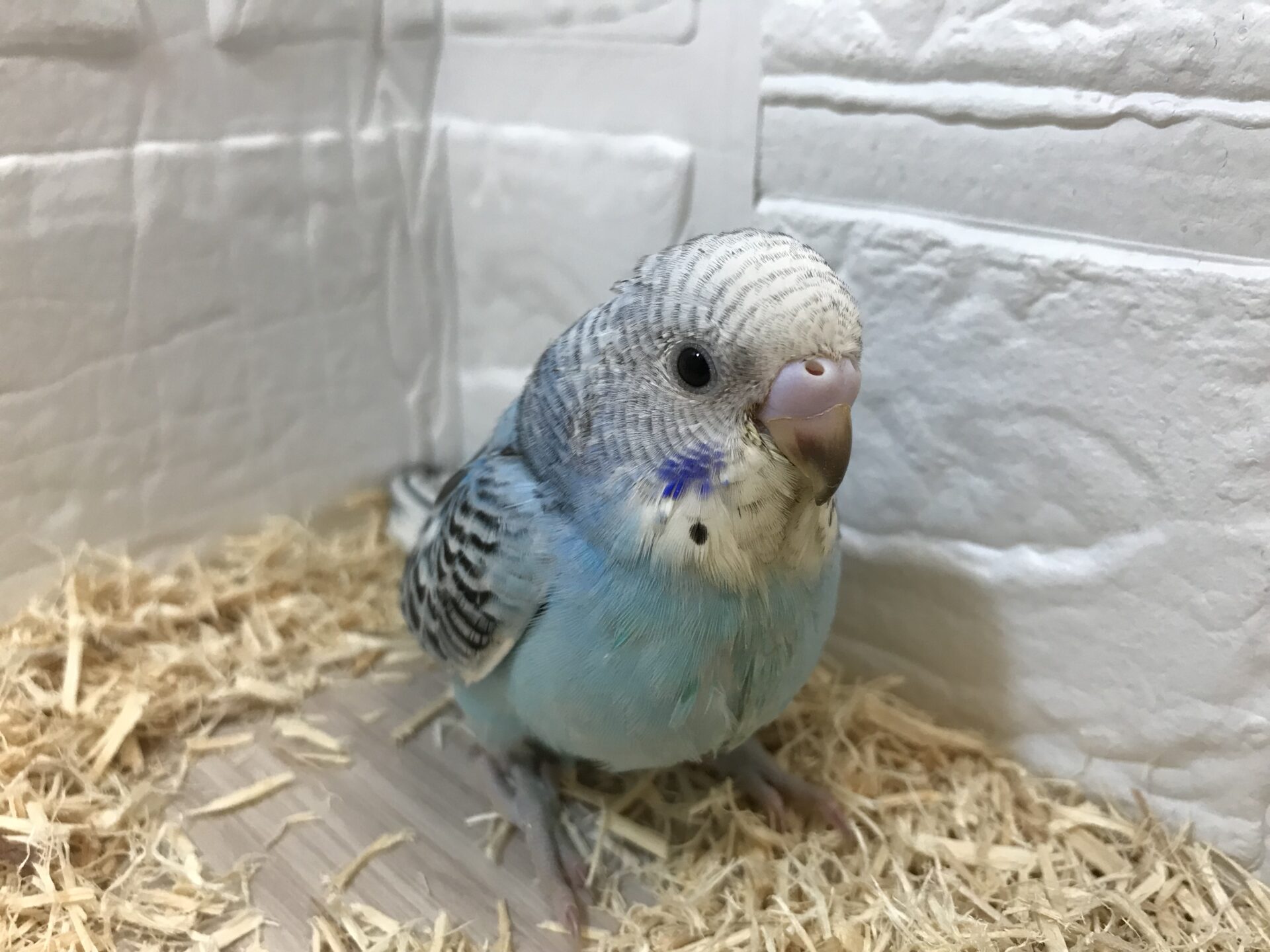 セキセイインコ | ペットフォレスト