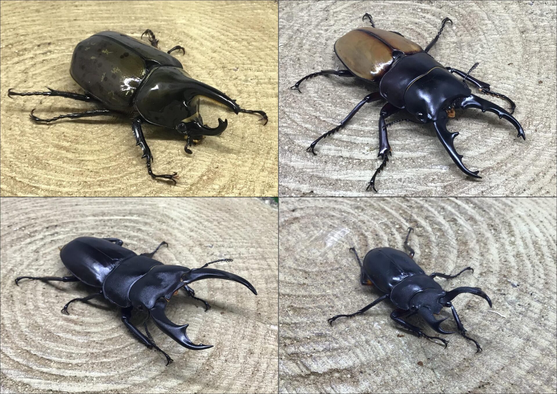 【値下げ】 カブト・クワガタ】2025年2・3月入荷情報（あざみ野店 その他