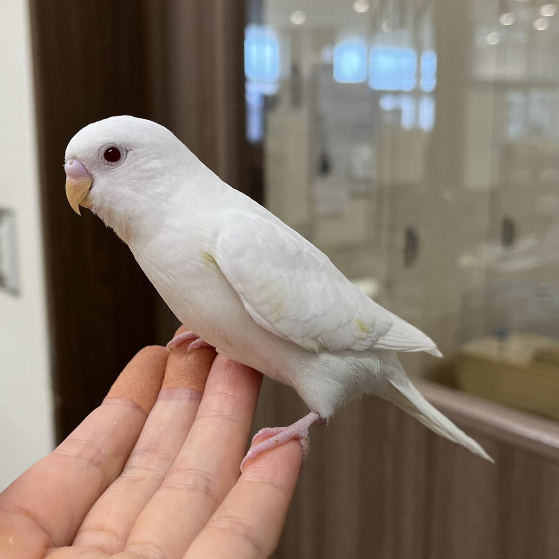 セキセイインコ　a⑥ ザ・セキセイインコ: セキセイインコとの楽しい暮らし方 (ペット