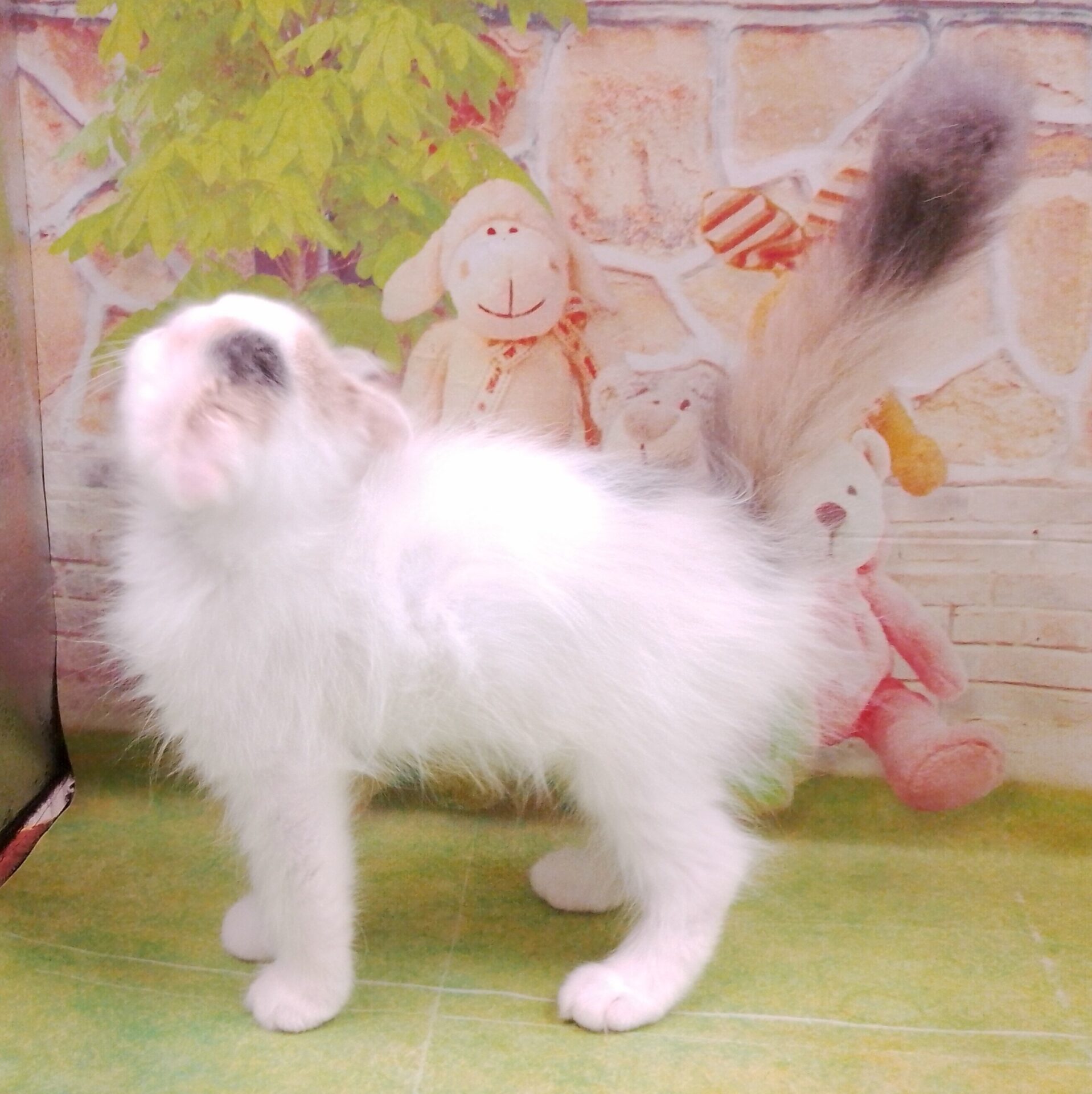 ウォシュレット！！！(スコティッシュ) TOTO 【TCF587】 ウォシュレットP 男女共通仕様、【2025年10月