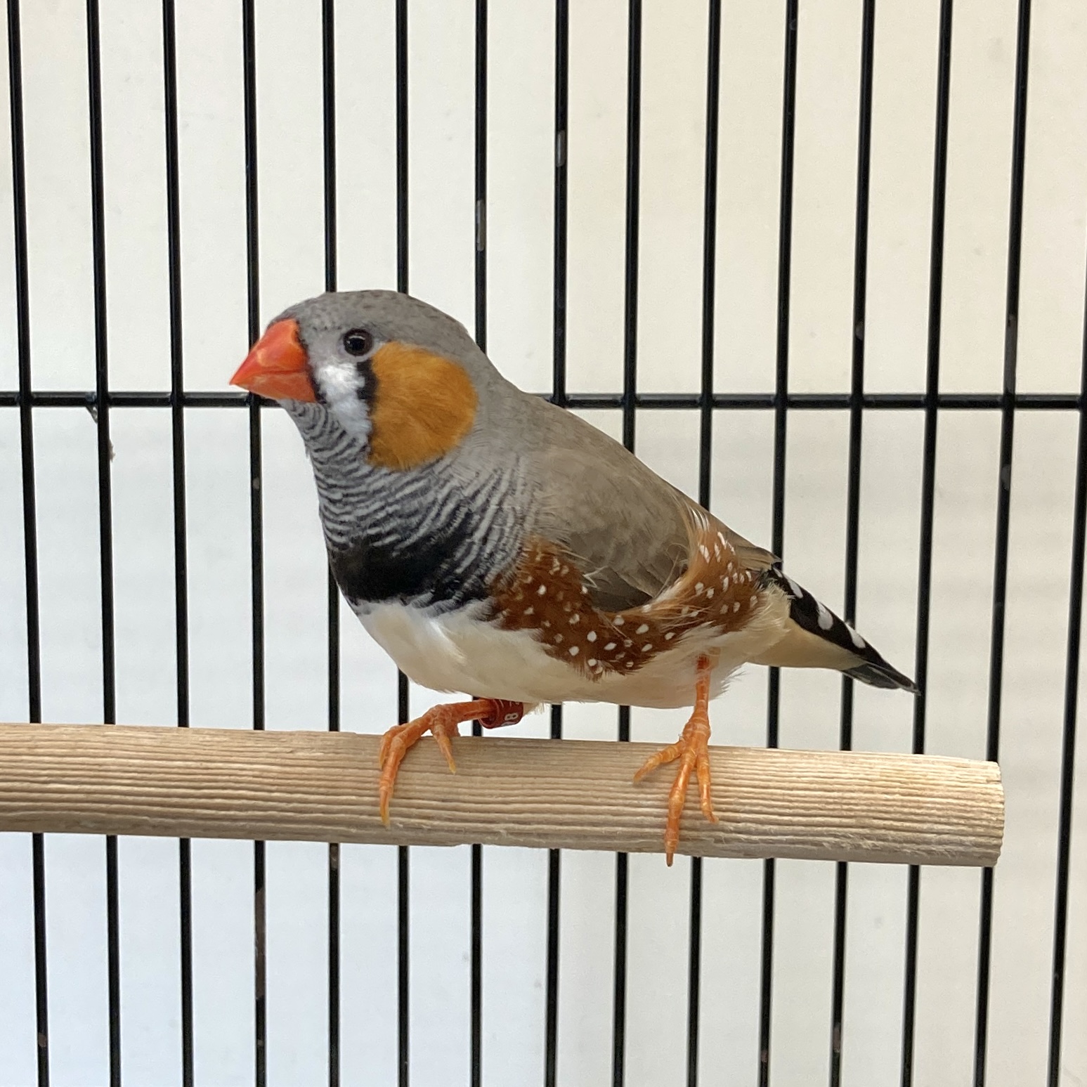 すずめさんとキンカチョウさんのポーチ×2♪ キンカチョウのさえずり・鳴き声 集めました｜かわいいオス メス