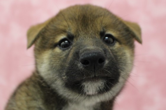 柴犬 dinos ≪親黒柴≫ 黒柴犬親子のオーナメント ガーデン 置物