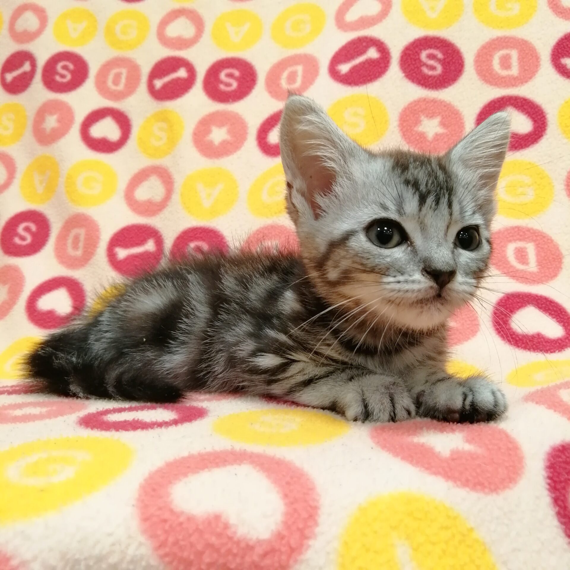 【新品・未使用】帰ってきた! 猫にゃんボー　アメリカンショートヘア　BANDAI バンダイ 商品・サービスサイト | ニャンときまぐれ ねこにゃん