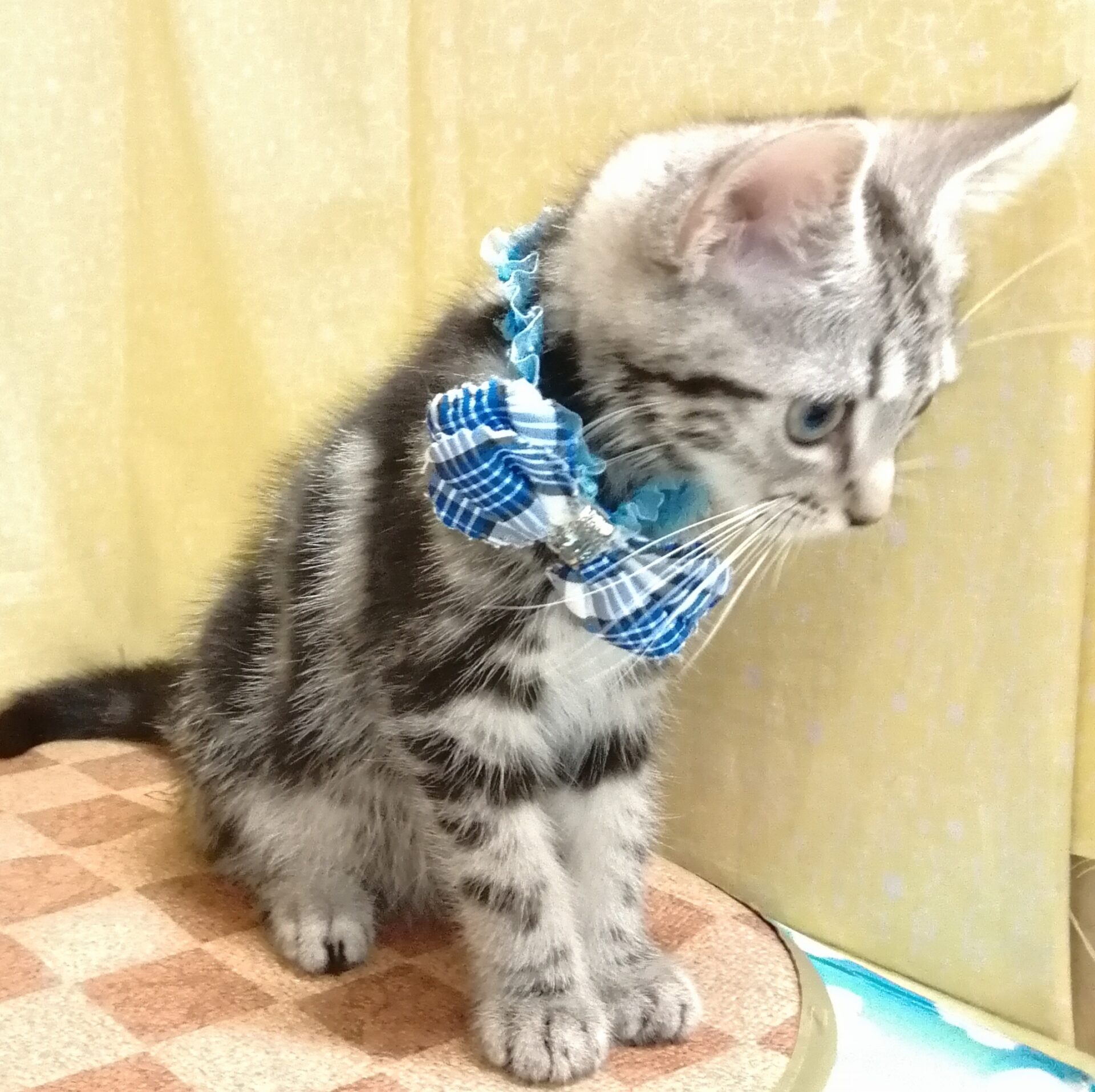 アメショーcatさん専用 アメリカン・ショートヘアー | ペットフォレスト