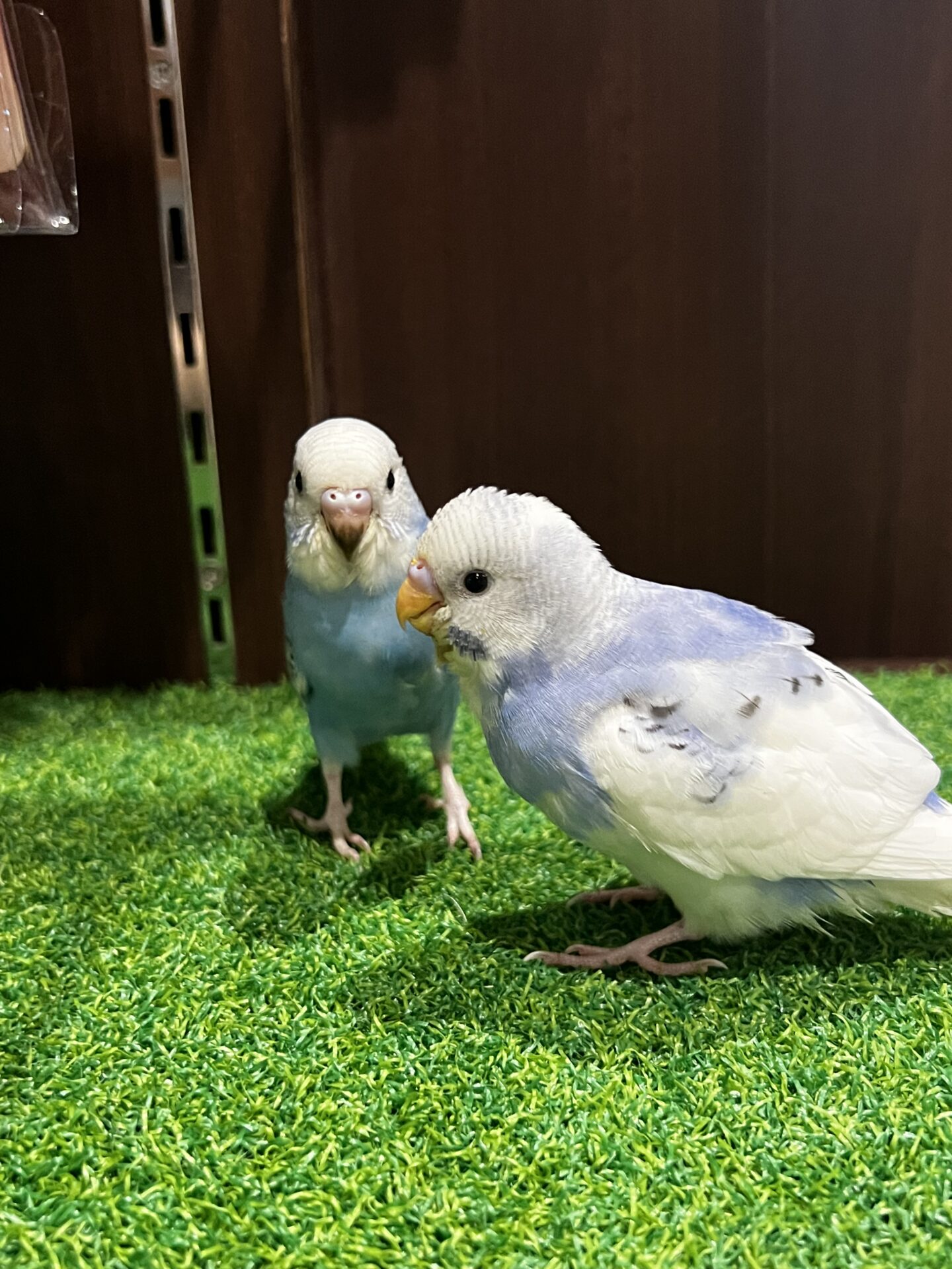 セキセイインコズ | ペットフォレスト