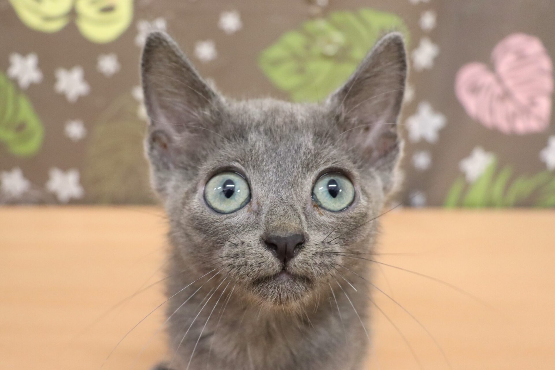 ロシアンブルー ロシアンブルー | ペットフォレスト