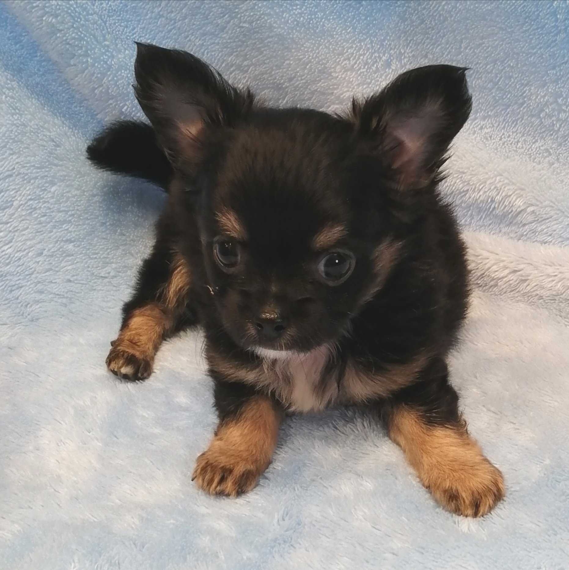 チワワ | ペットフォレスト