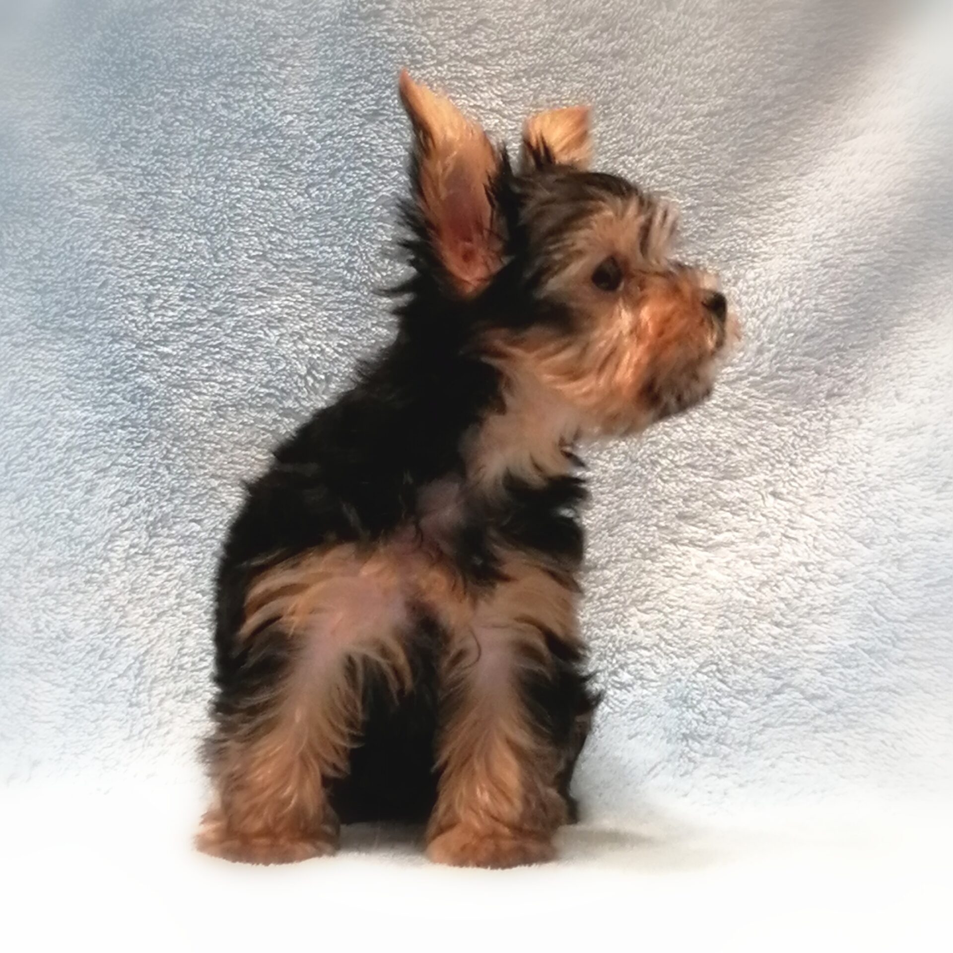 ヨークシャーテリア | ペットフォレスト