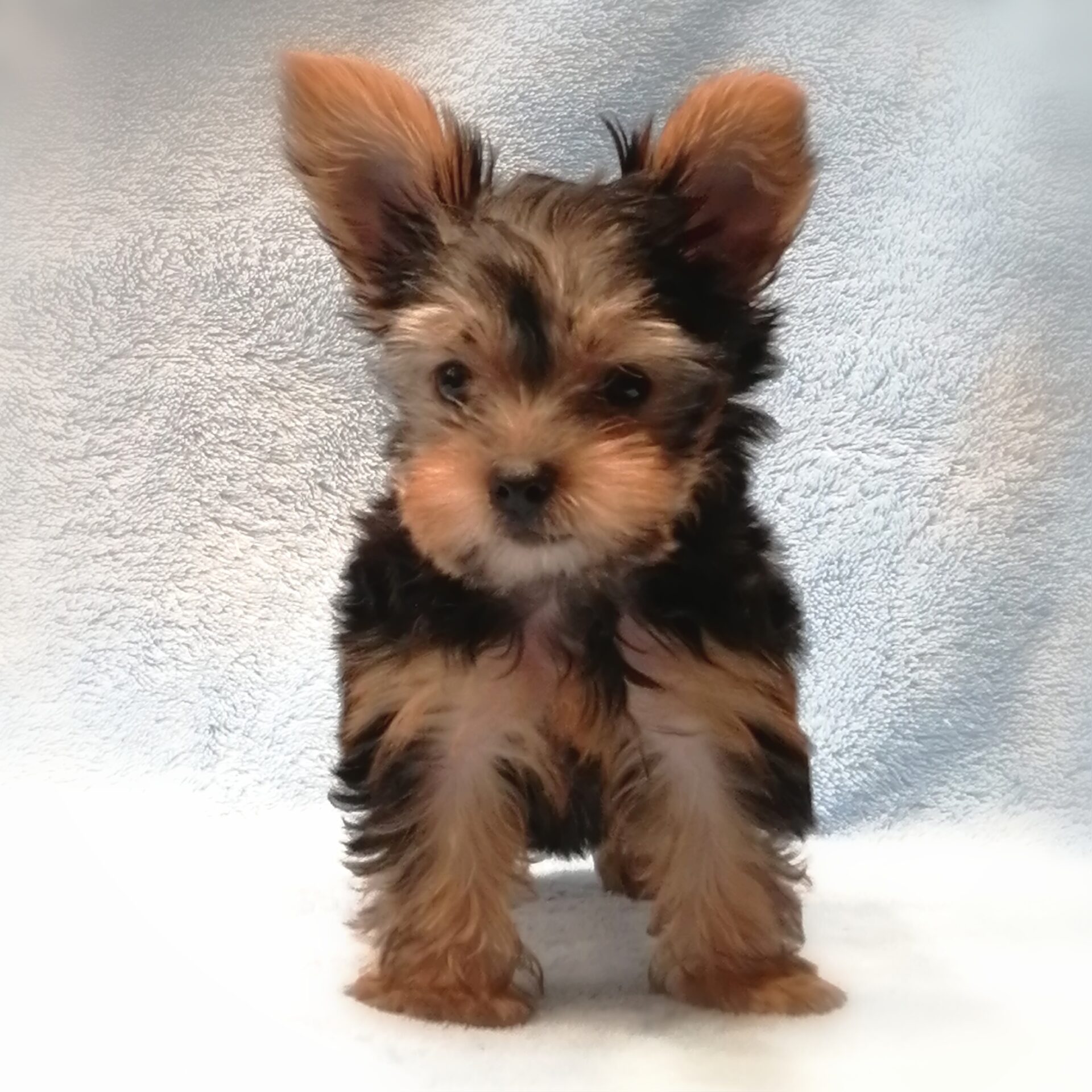 フォンテーヌヨークシャーテリア 公式 ストア