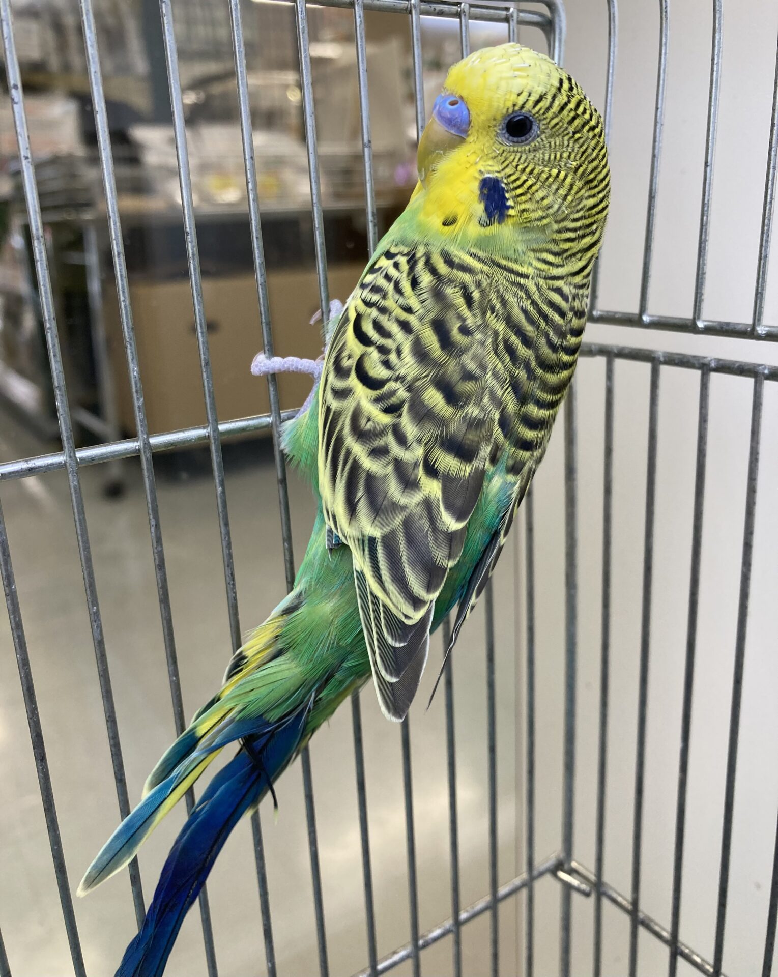 セキセイインコ | ペットフォレスト