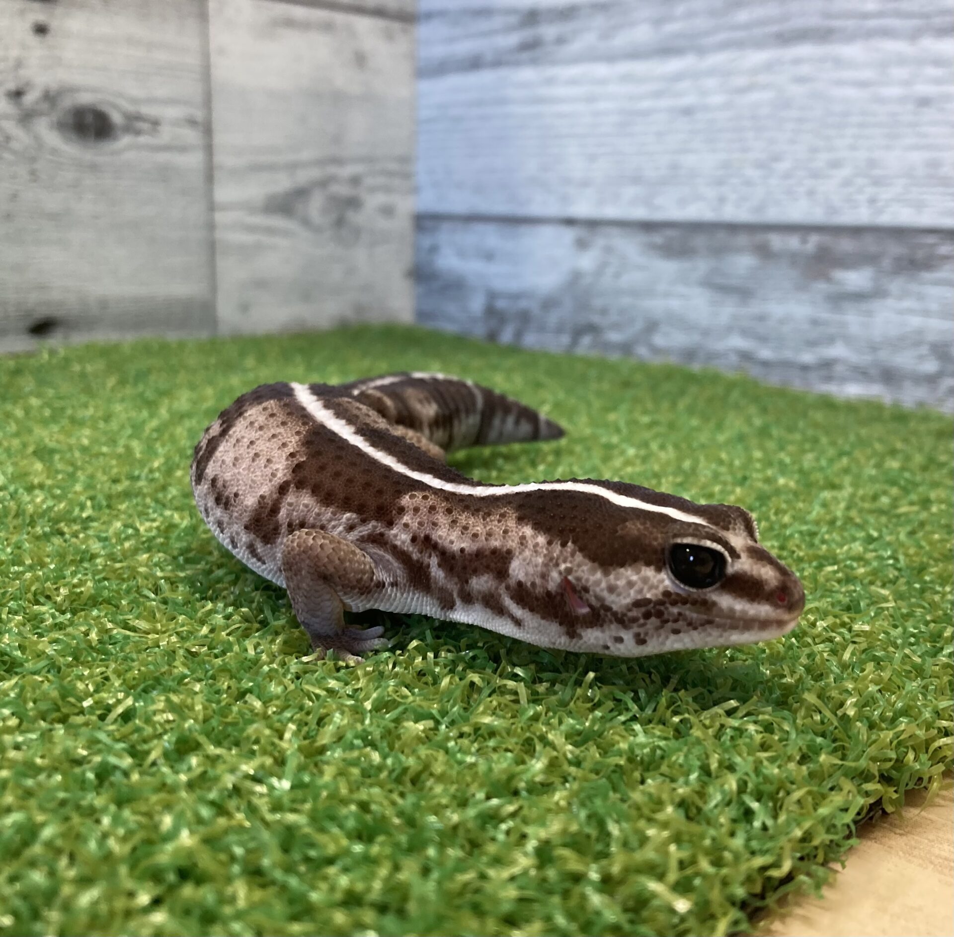 ニシアフリカトカゲモドキ | ペットフォレスト
