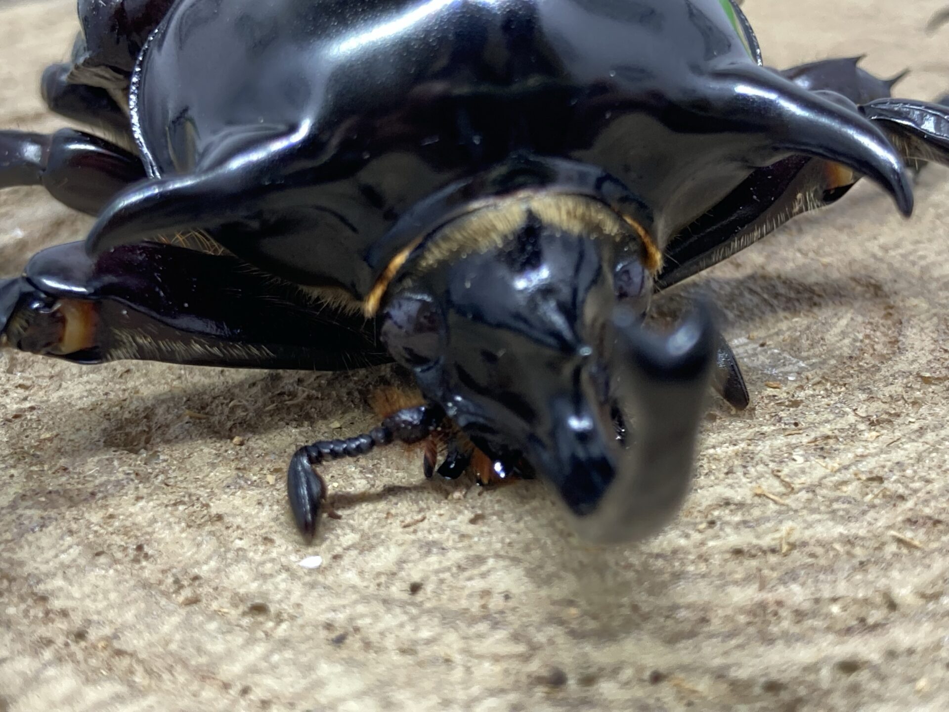 マルスゾウカブト新成虫♂単 90mm