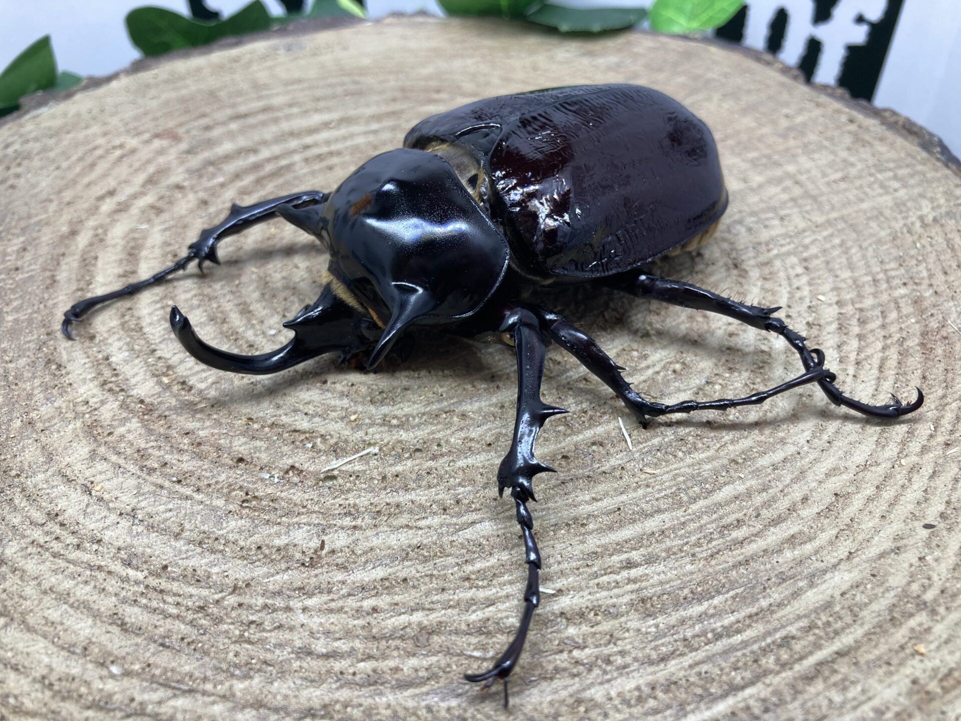 マルスゾウカブト新成虫♂単 90mm