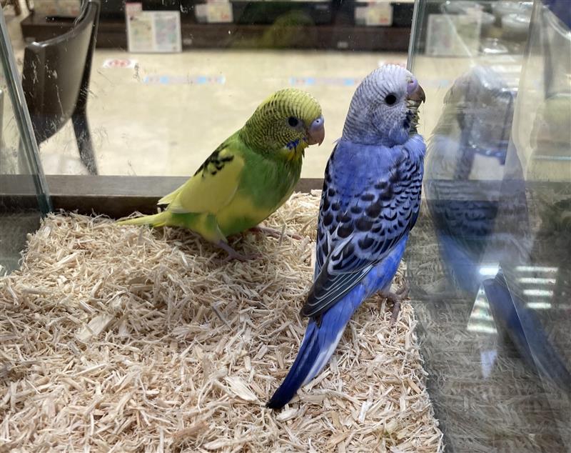 セキセイインコ | ペットフォレスト