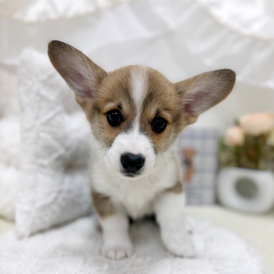 195500コーギー | ペットフォレスト