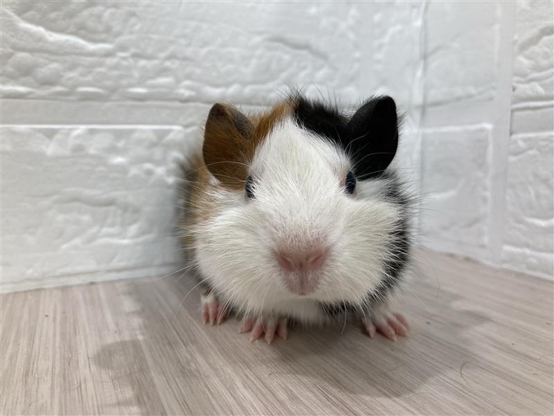 モルモット アビシニアンモルモット | ペットフォレスト