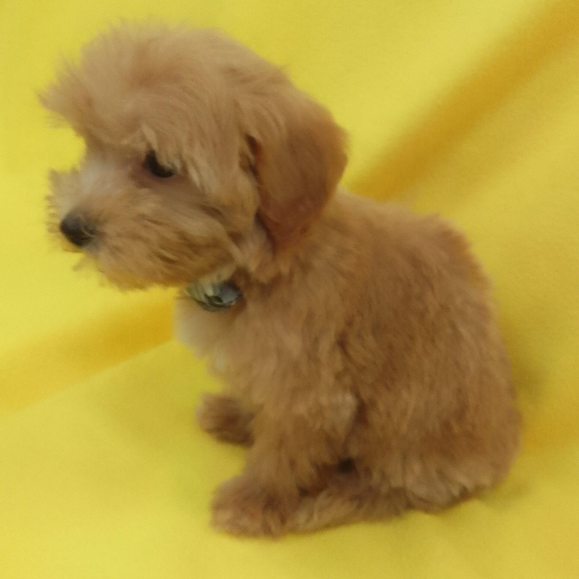 ミックス犬(マルチーズ×トイプードル) | ペットフォレスト