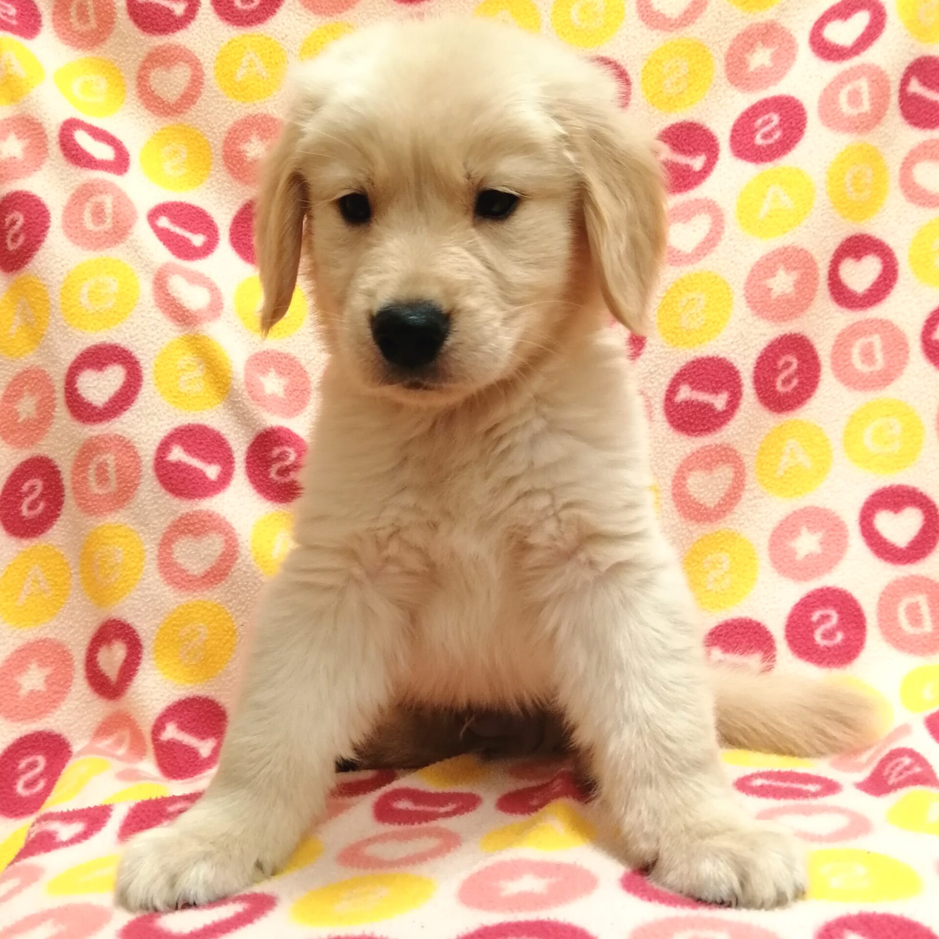 ゴールデンレトリーバー | ペットフォレスト