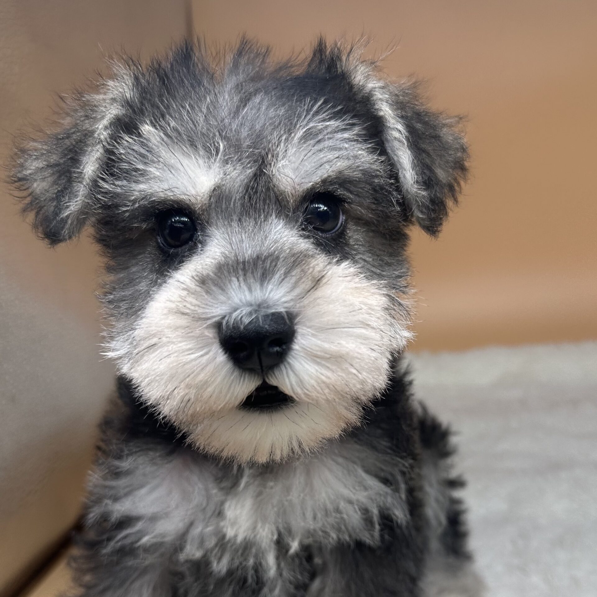 ミニチュア・シュナウザー | ペットフォレスト