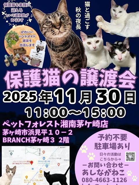 ねこページ 11月30日(日)あしながねこさんによる保護猫の譲渡会開催のお知らせ