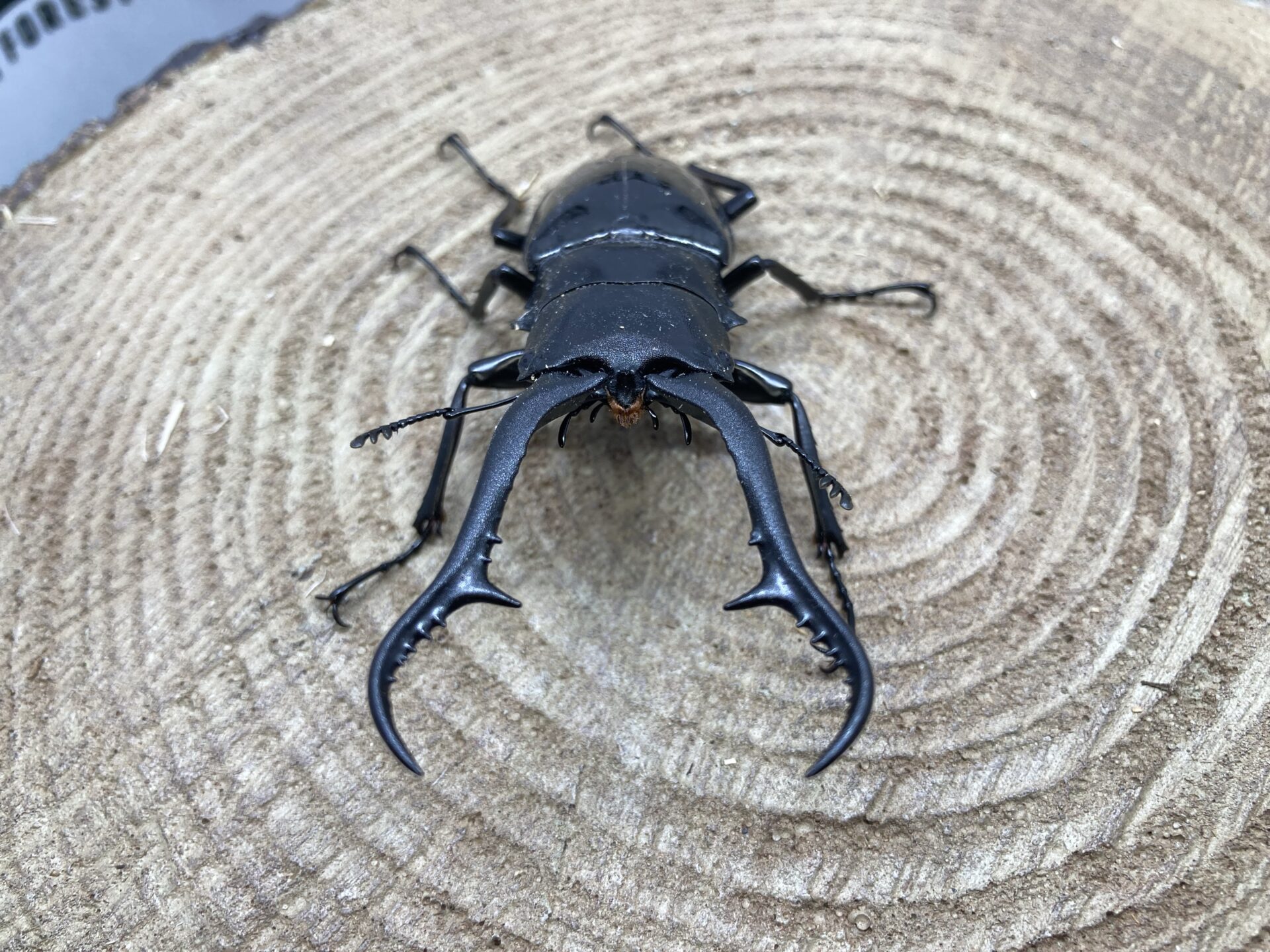 1♂2♀ダイスケ ギラファノコギリクワガタ 新成虫 ネグロス島産 103.5 