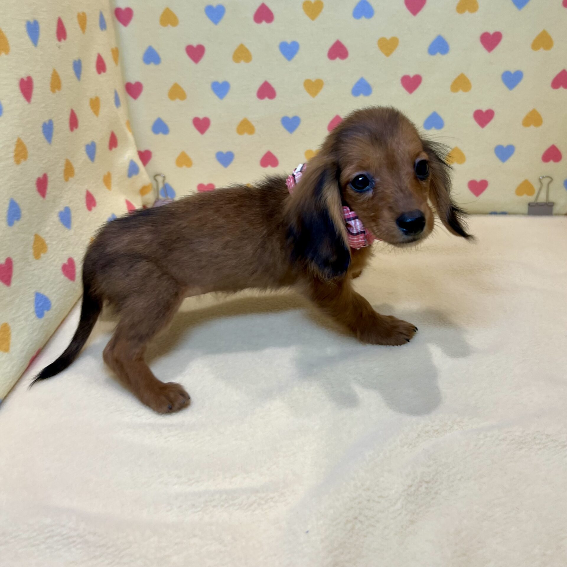 ミニチュア・ダックスフンド | ペットフォレスト