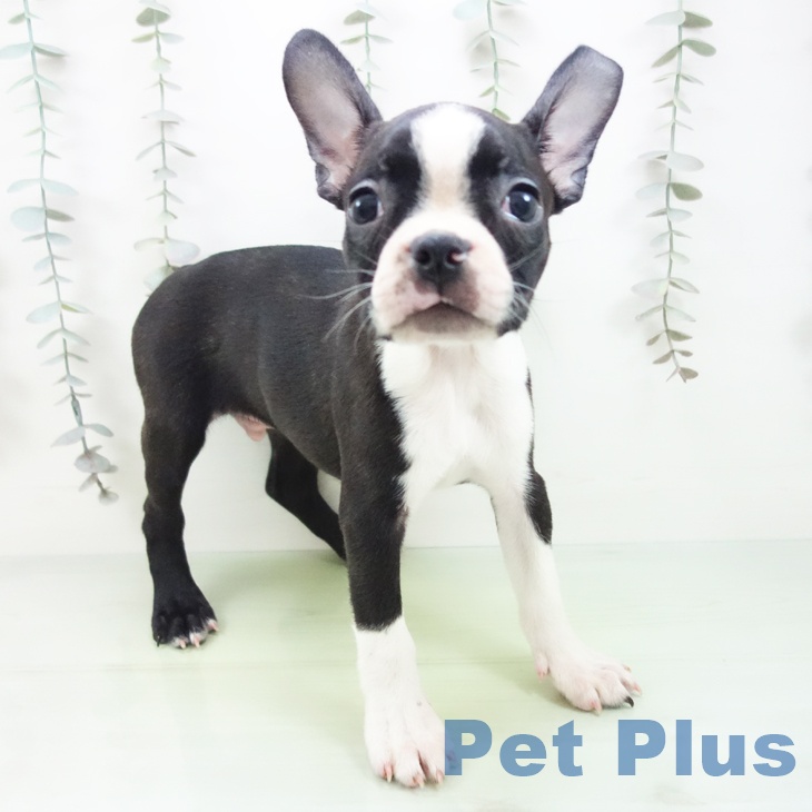 ボストンテリア ボストン・テリア | ペットフォレスト