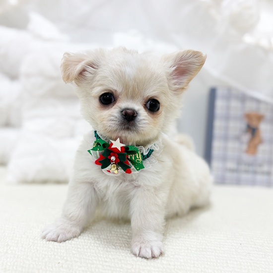 197715チワワ | ペットフォレスト