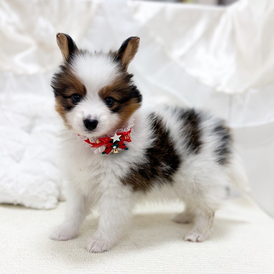 197852パピヨン | ペットフォレスト