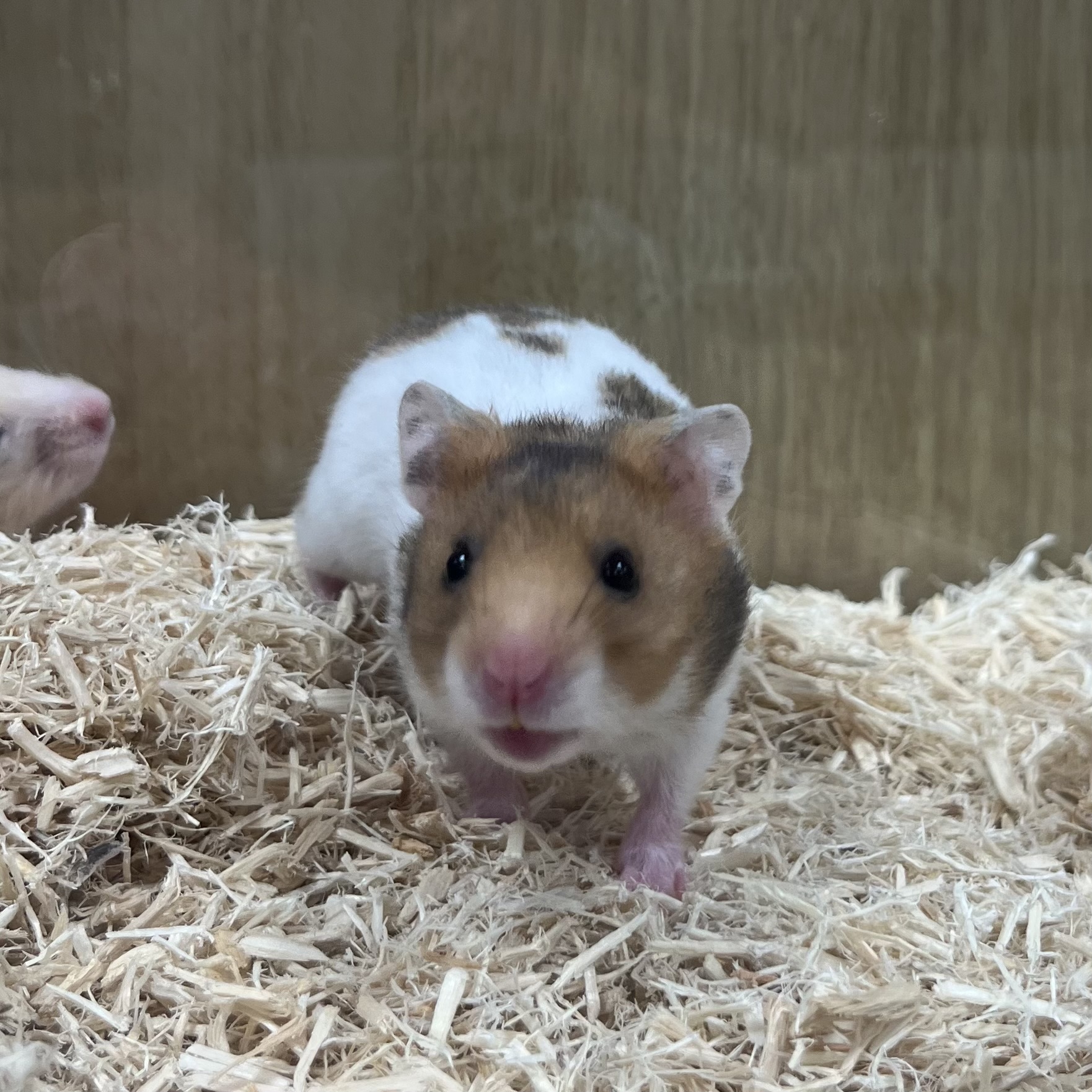 ゴールデンハムスター | ペットフォレスト