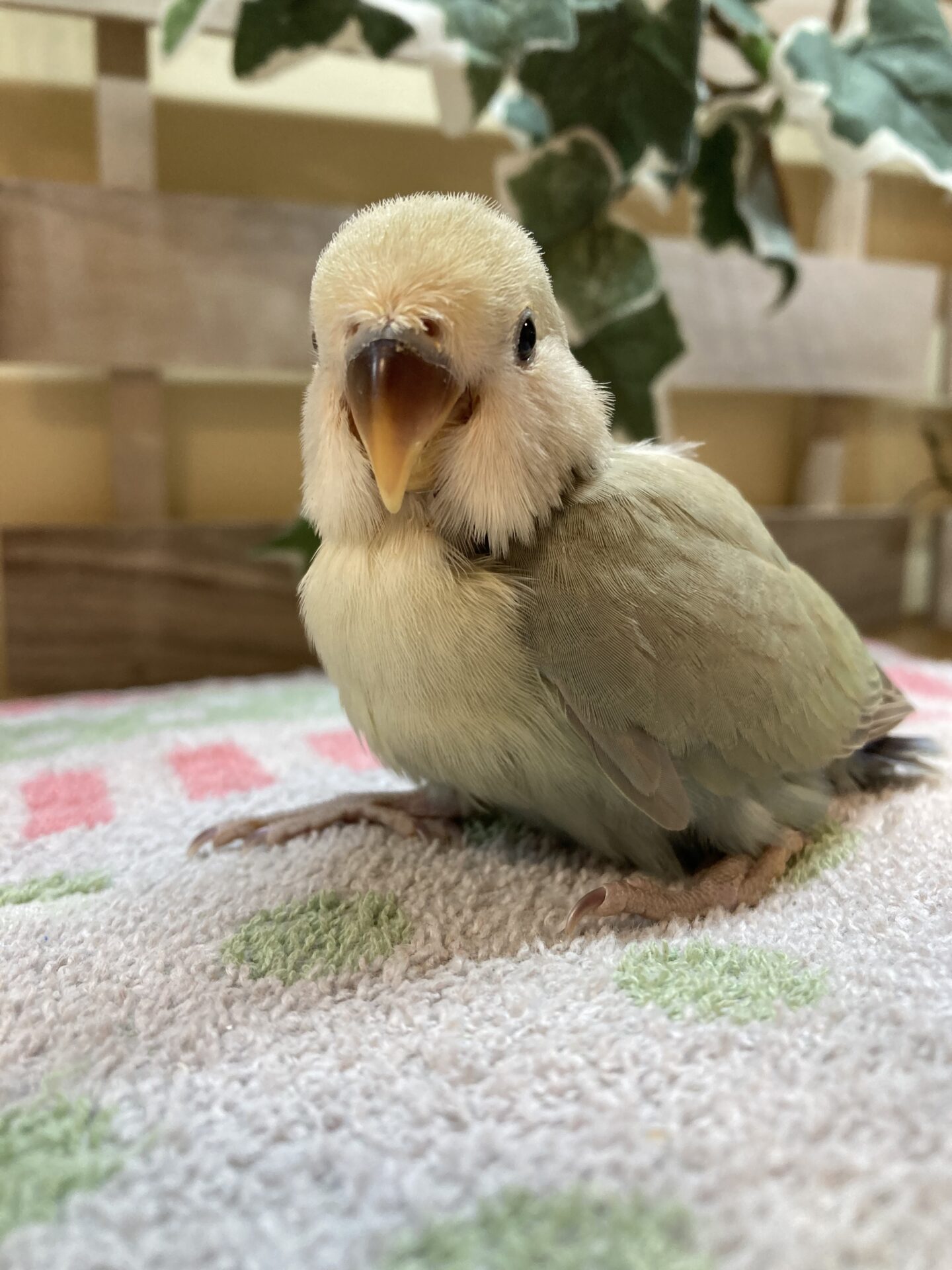 小桜インコ様、専用のpost 小桜インコ様、専用のpost コザクラインコ（小桜インコ） の販売一覧