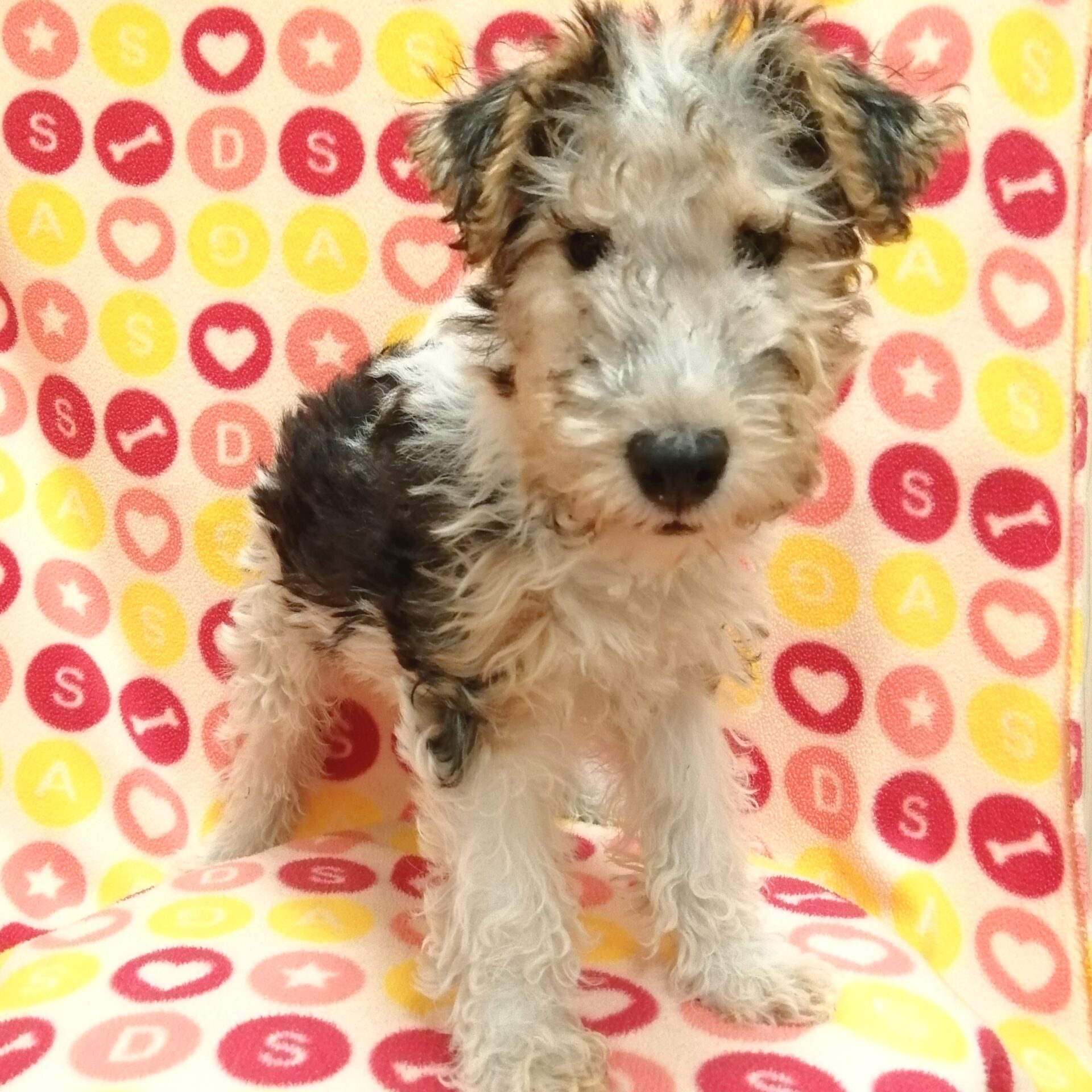 ワイアー・フォックス・テリア | ペットフォレスト