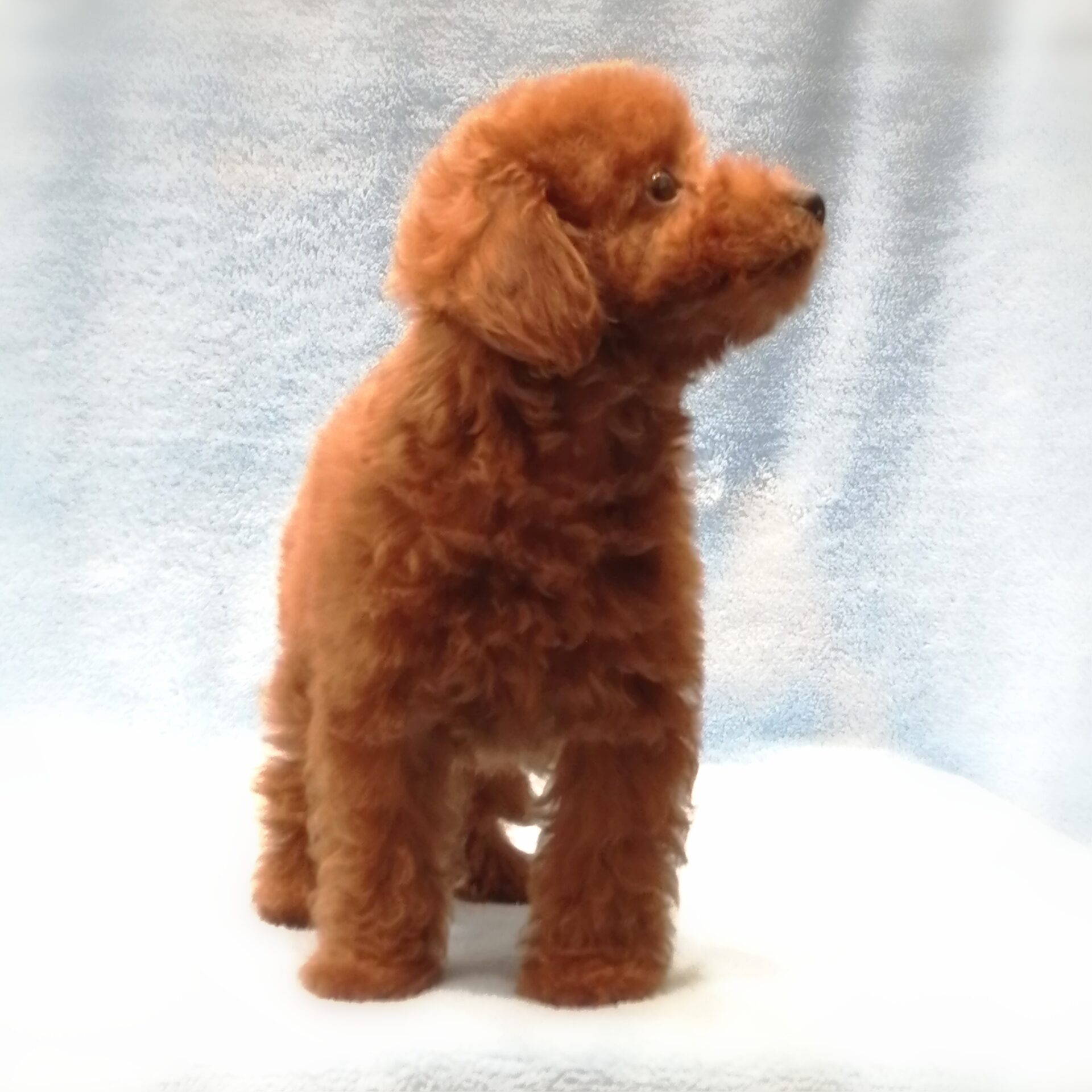 トイ・プードル | ペットフォレスト