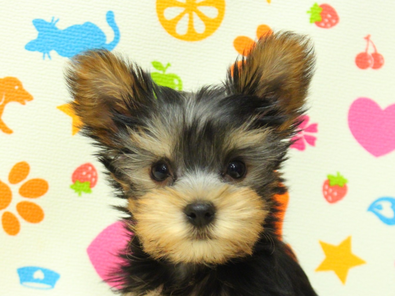 ヨークシャーテリア | ペットフォレスト