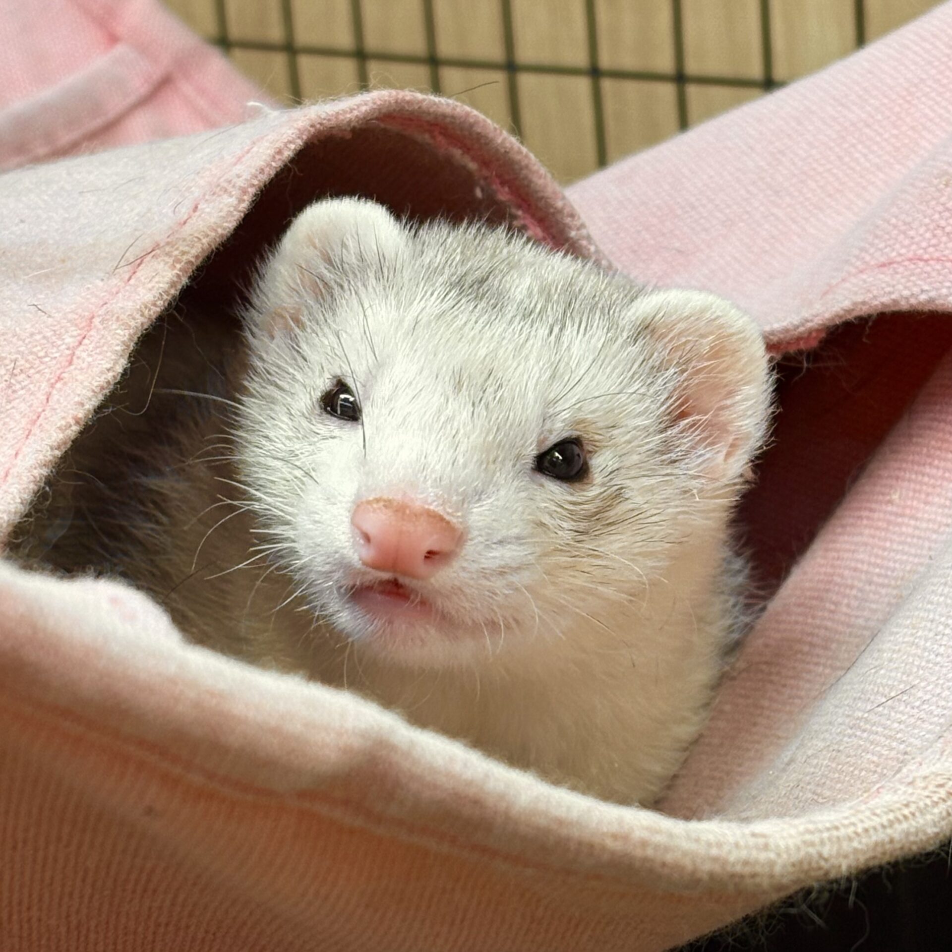 フェレット | ペットフォレスト