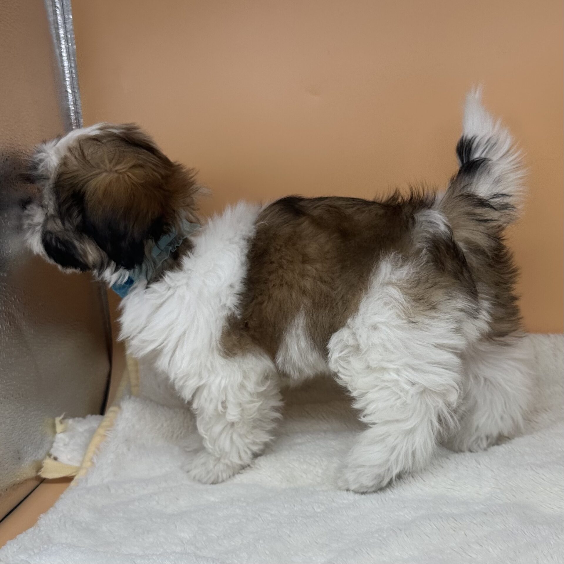 シーズー | ペットフォレスト