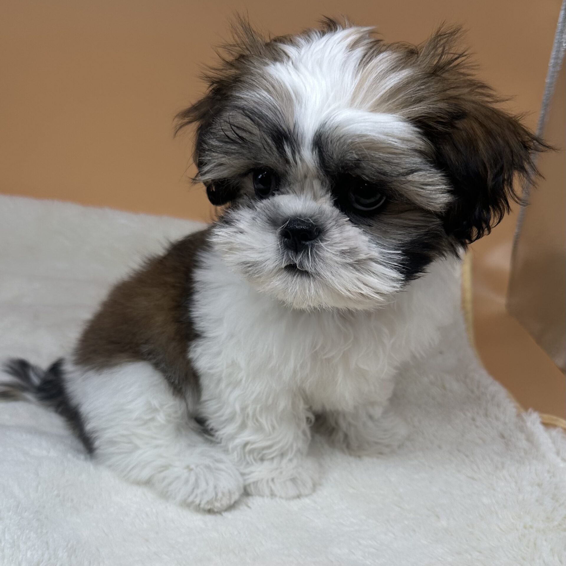 シーズー犬ページです♡ シーズー | ペットフォレスト